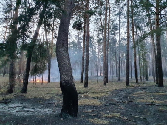 Рятувальники фіксують суттєве зростання на Донеччині пожеж в екосистемах через дії окупантів