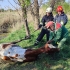 У Дружківці рятувальники витягли із бруду корову